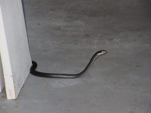Don't Look Now, Snake in the Garage